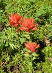 IMGP0688Castilleja miniataCommonPaintbrush.JPG