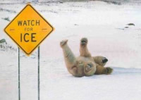 Watch for Ice, Polar Bear